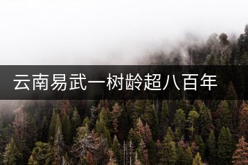 云南易武一樹齡超八百年古茶樹死亡，當(dāng)?shù)卦磕杲M織村民拜謁