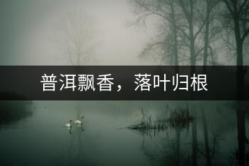 普洱飄香，落葉歸根