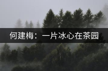 何建梅:一片冰心在茶園