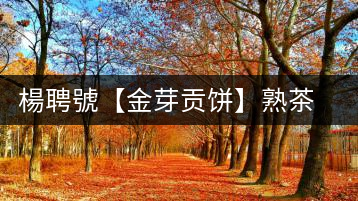 楊聘號【金芽貢餅】熟茶今日上市