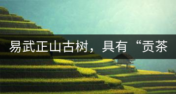 易武正山古樹(shù),具有“貢茶范”