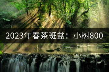2023年春茶班盆：小樹(shù)800元／公斤，古樹(shù)1600-2200元／公斤