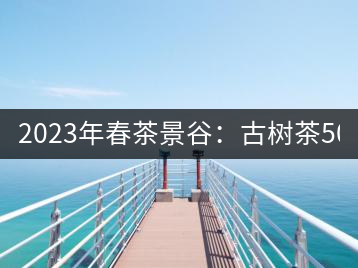 2023年春茶景谷：古樹茶500-600元／公斤，紫芽茶300-480元／公斤，白芽茶1200-2000元／公斤。