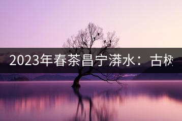 2023年春茶昌寧漭水：古樹混采純料480-600元／公斤，大樹360-420元／公斤，臺地260-300元／公斤，古樹單株均價880-1200元／公斤。