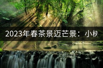 2023年春茶景邁芒景：小樹200元／公斤，古樹：600-800元／公斤