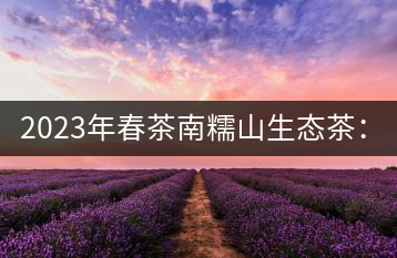 2023年春茶南糯山生態(tài)茶：200-300元／公斤，古樹：900-1500元／公斤