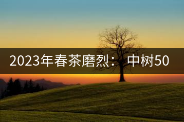 2023年春茶磨烈： 中樹500-600元／公斤，古樹混采：2200-2600元／公斤