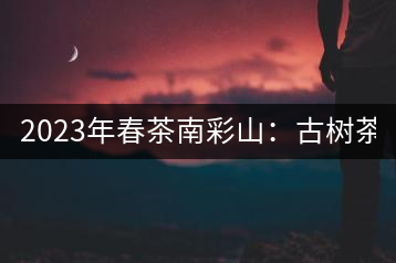 2023年春茶南彩山：古樹茶2000-2200元／公斤，大樹混采1200-1500元／公斤。