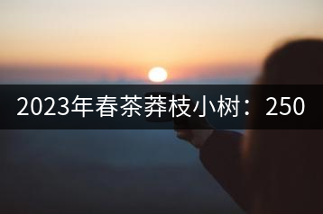 2023年春茶莽枝小樹：250元／公斤， 古樹：1000-1200元／公斤