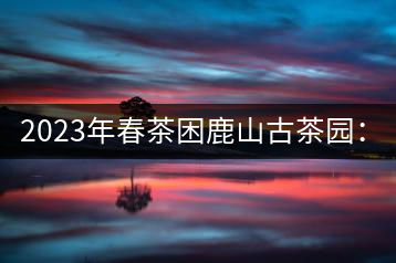 2023年春茶困鹿山古茶園：大樹(shù)8000-12000元／公斤，周邊小樹(shù)200-300元／公斤