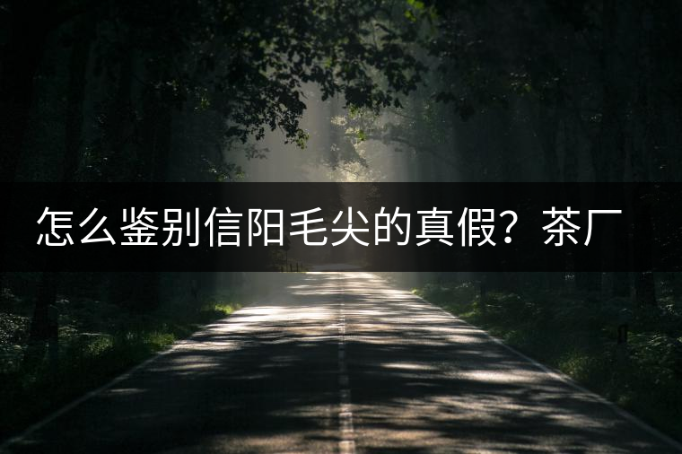 怎么鑒別信陽毛尖的真假？茶廠小姐姐親自告訴你茶葉的等級