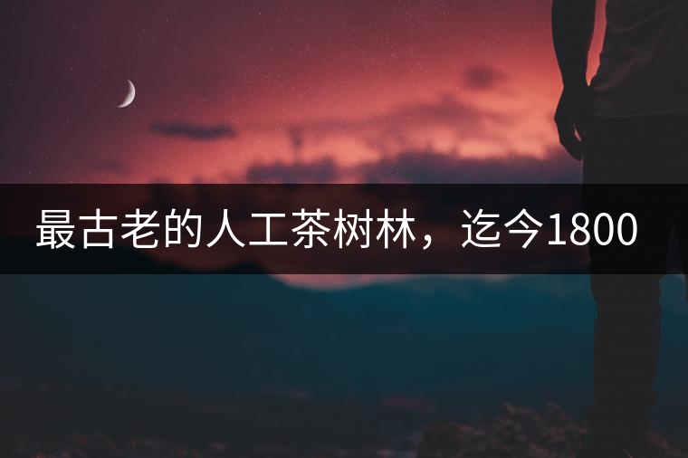 最古老的人工茶樹林，迄今1800年歷史，將申報(bào)世界文...最古老的人工茶樹林，迄今1800年歷史，將申報(bào)世界文化遺產(chǎn)