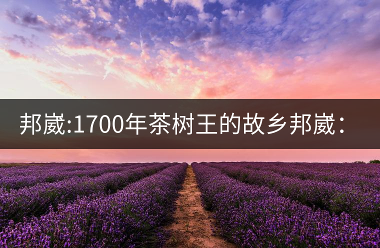 邦崴:1700年茶樹(shù)王的故鄉(xiāng)邦崴：1700年茶樹(shù)王的故鄉(xiāng)