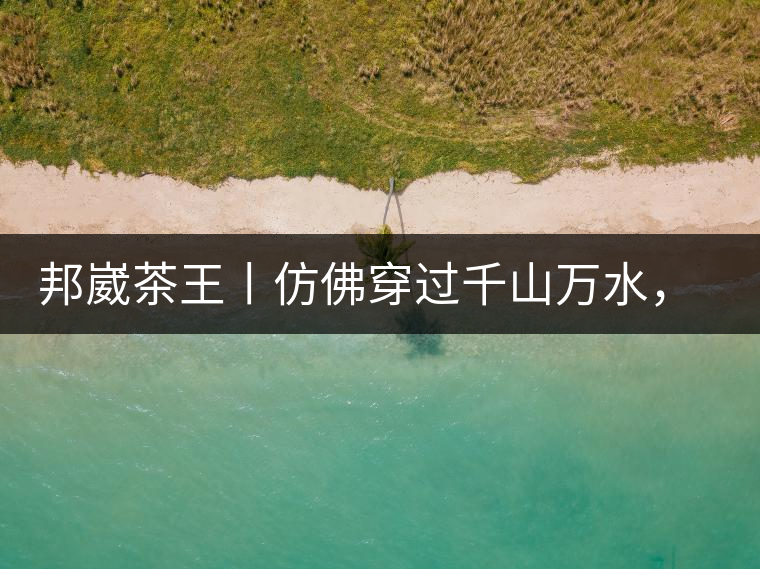 邦崴茶王丨仿佛穿過千山萬水，就是為了它而來邦崴茶王丨仿佛穿過千山萬水，就是為了它而來