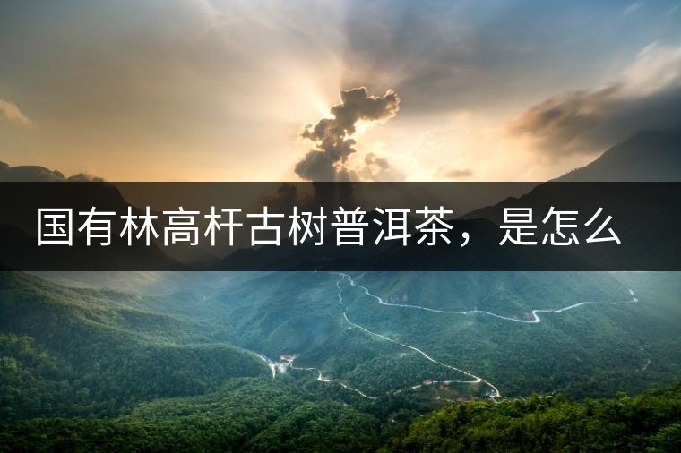 國(guó)有林高桿古樹普洱茶，是怎么回事?國(guó)有林高桿古樹普洱茶，是怎么回事？