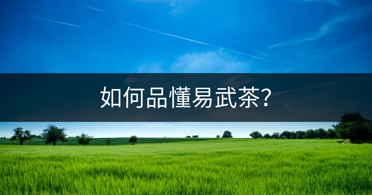 如何品懂易武茶？