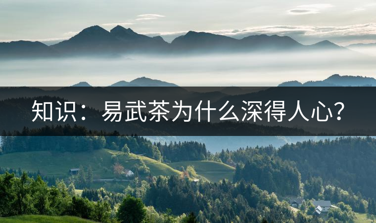 知識(shí)：易武茶為什么深得人心？