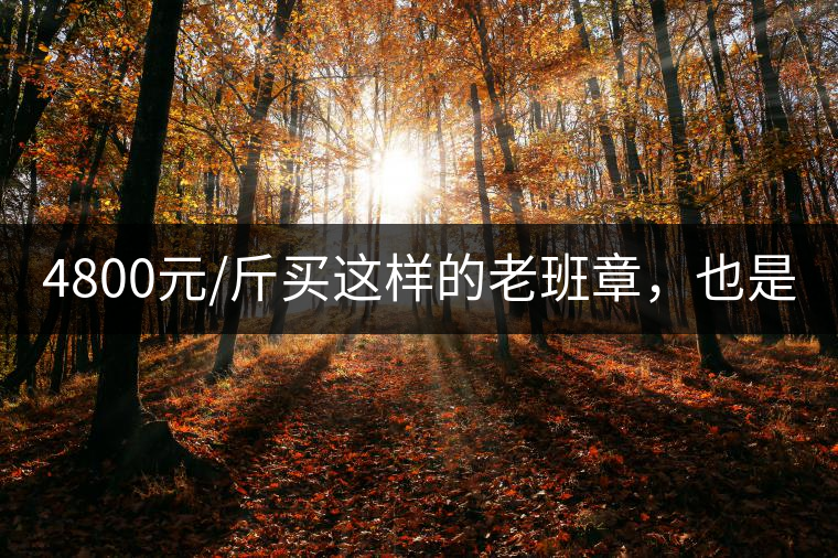 4800元/斤買這樣的老班章，也是醉了!4800元/斤買這樣的老班章，也是醉了！