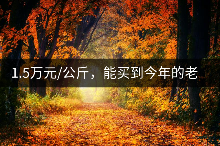 1.5萬(wàn)元/公斤，能買(mǎi)到今年的老班章古樹(shù)茶嗎?1.5萬(wàn)元/公斤，能買(mǎi)到今年的老班章古樹(shù)茶嗎？