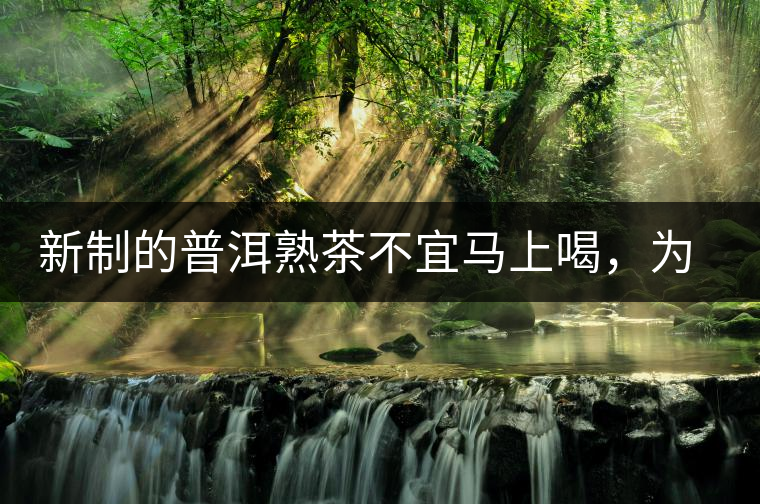 新制的普洱熟茶不宜馬上喝，為什么？