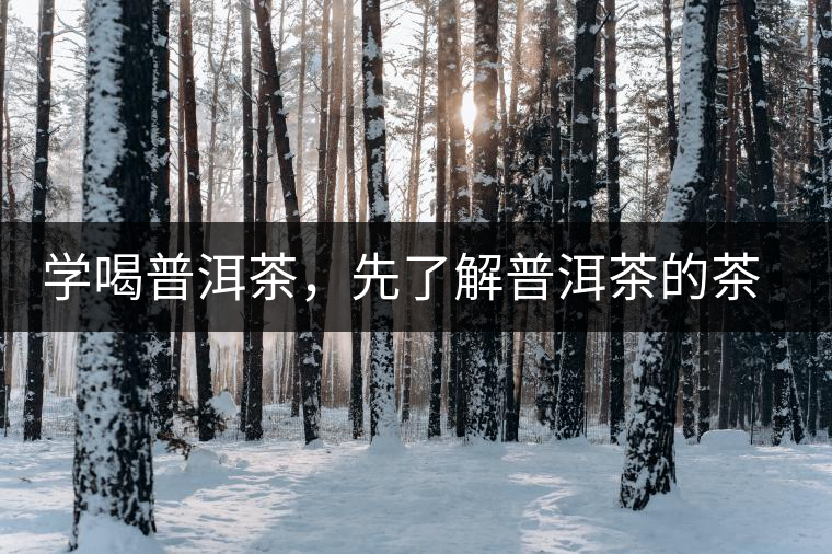 學喝普洱茶，先了解普洱茶的茶性