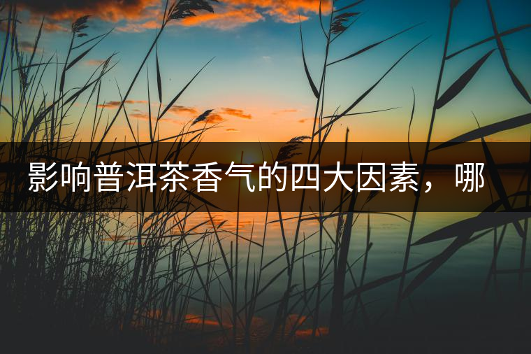 影響普洱茶香氣的四大因素，哪一個影響最大？