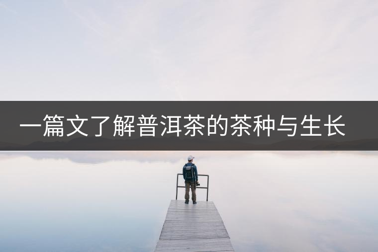 一篇文了解普洱茶的茶種與生長(zhǎng)形態(tài)