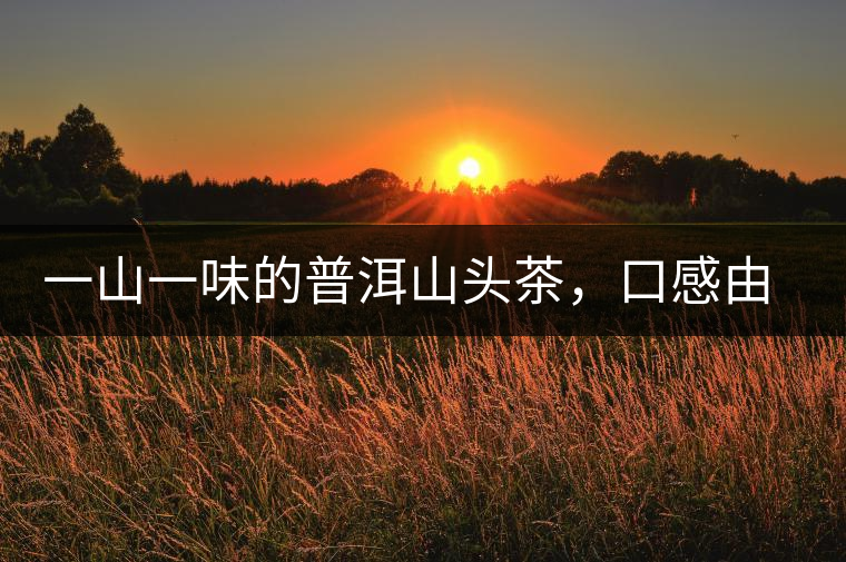 一山一味的普洱山頭茶，口感由這些因素決定