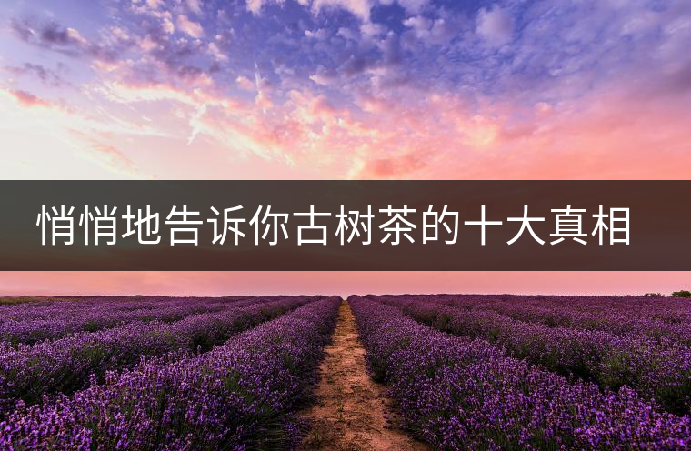 悄悄地告訴你古樹茶的十大真相，就不怕交學(xué)費了