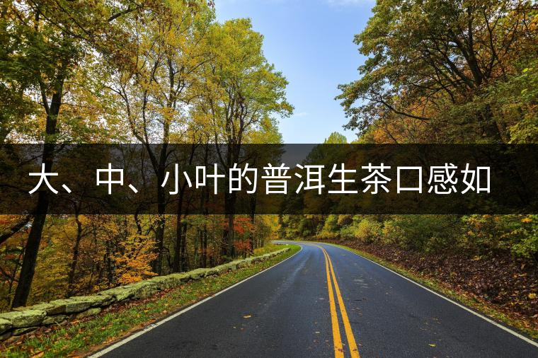 大、中、小葉的普洱生茶口感如何辨別？