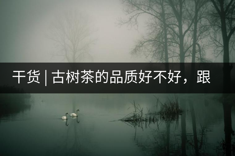 干貨 | 古樹(shù)茶的品質(zhì)好不好，跟耐泡度真的有關(guān)聯(lián)嗎？