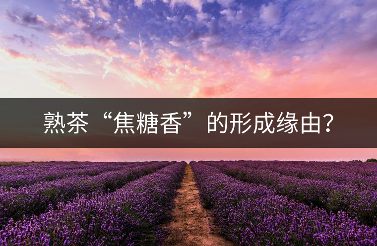 熟茶“焦糖香”的形成緣由？