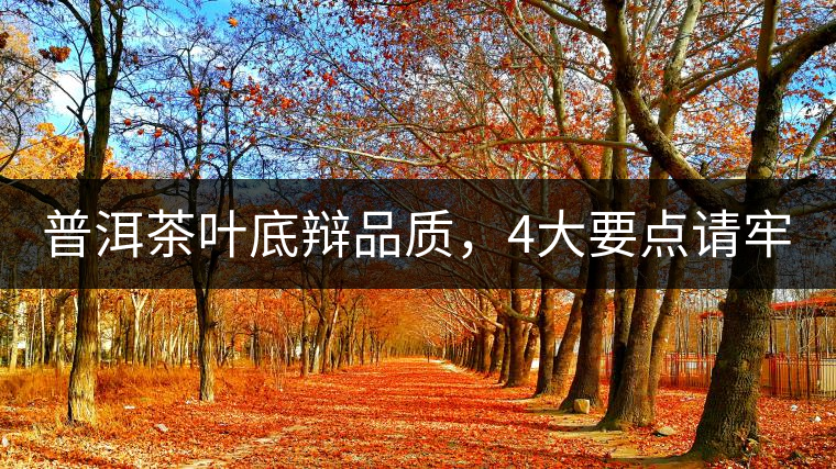 普洱茶葉底辯品質(zhì)，4大要點(diǎn)請(qǐng)牢記！