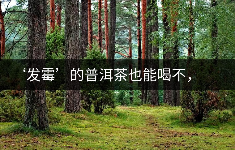‘發(fā)霉’的普洱茶也能喝不，看科學(xué)解釋