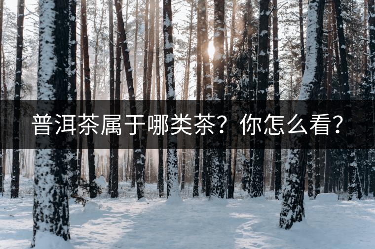 普洱茶屬于哪類茶？你怎么看？