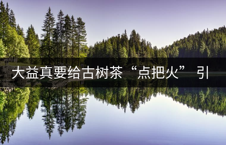 大益真要給古樹茶“點(diǎn)把火” 引火燒身？