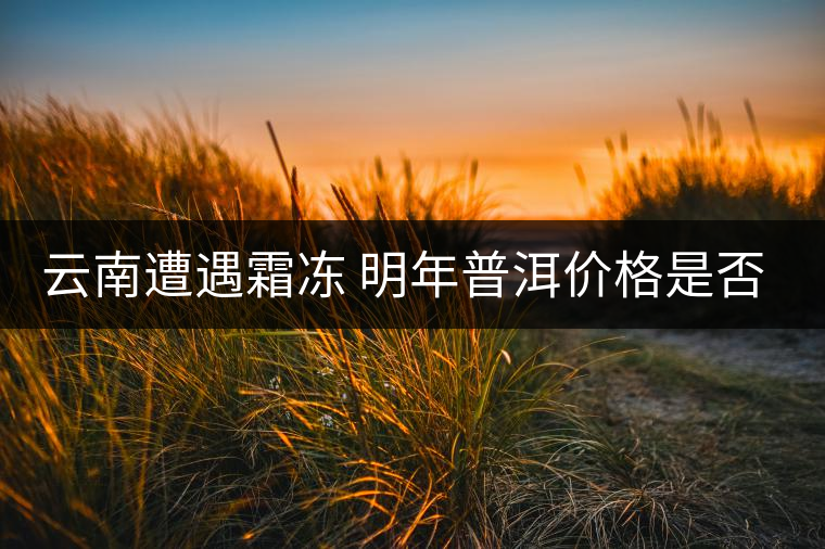 云南遭遇霜凍 明年普洱價(jià)格是否飆升? 云南遭遇霜凍 明年普洱價(jià)格是否飆升?