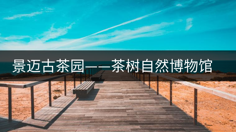 景邁古茶園——茶樹自然博物館 邁上“申遺路”