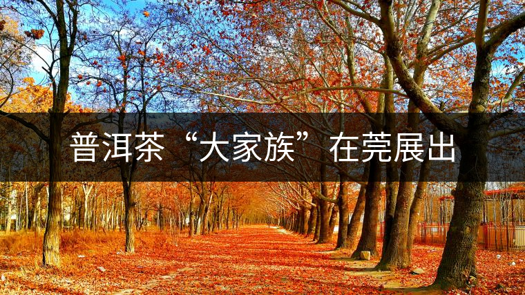 普洱茶“大家族”在莞展出