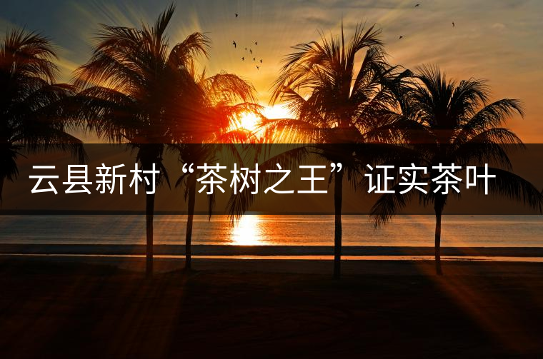 云縣新村“茶樹之王”證實(shí)茶葉原產(chǎn)地之說(shuō) 云縣新村“茶樹之王”證實(shí)茶葉原產(chǎn)地之說(shuō)