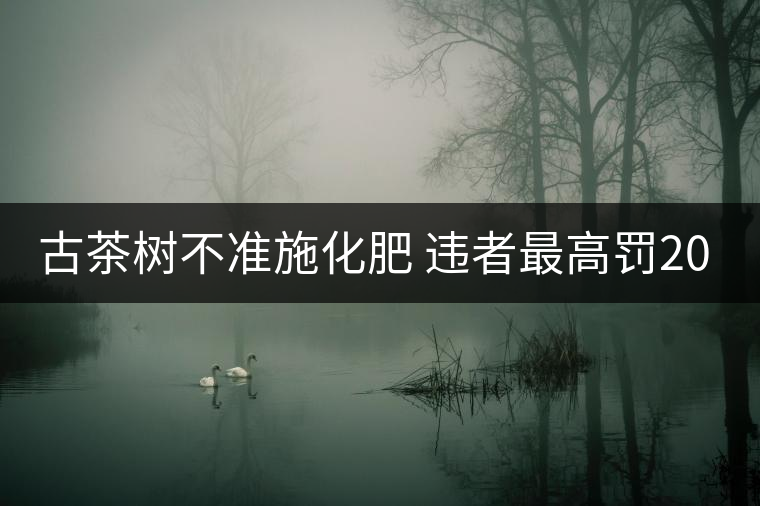 古茶樹不準施化肥 違者最高罰2000元 古茶樹不準施化肥 違者最高罰2000元