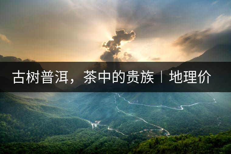 古樹普洱，茶中的貴族︱地理價值是普洱茶的最大資源優(yōu)勢