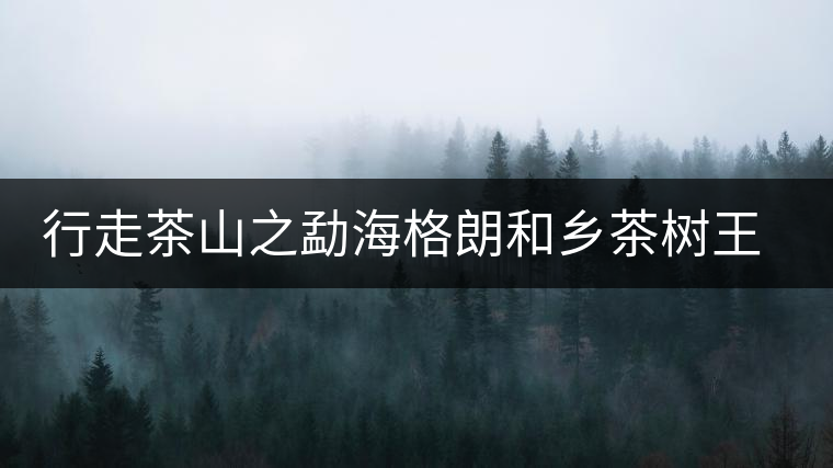 行走茶山之勐海格朗和鄉(xiāng)茶樹王考察記