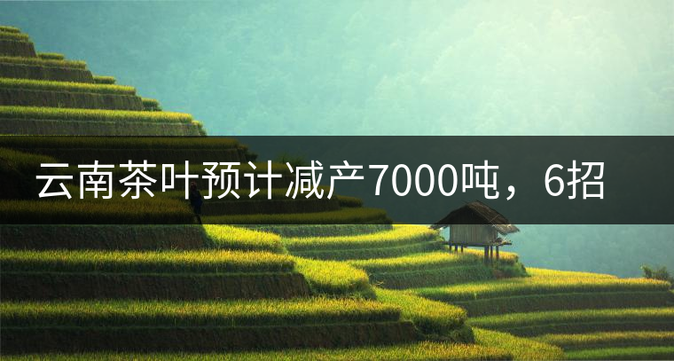 云南茶葉預(yù)計(jì)減產(chǎn)7000噸，6招助推茶業(yè)健康發(fā)展
