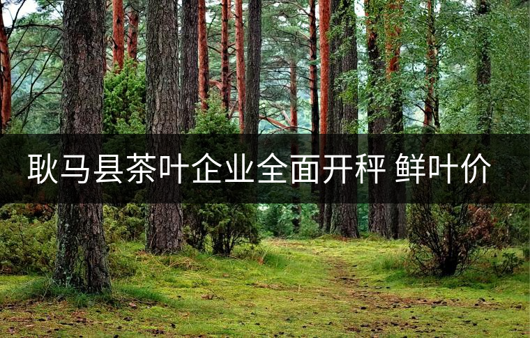 耿馬縣茶葉企業(yè)全面開(kāi)秤 鮮葉價(jià)格上漲 耿馬縣茶葉企業(yè)全面開(kāi)秤 鮮葉價(jià)格上漲