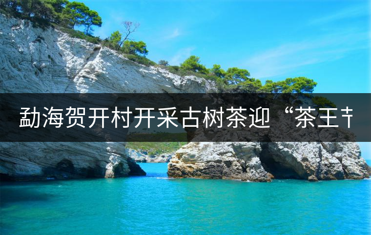 勐海賀開(kāi)村開(kāi)采古樹(shù)茶迎“茶王節(jié)”