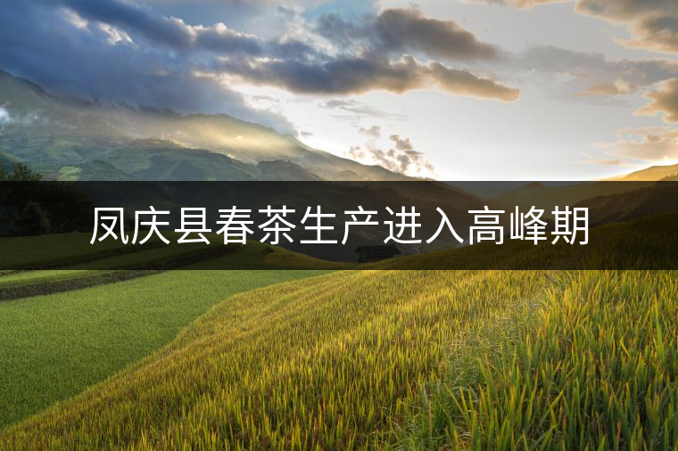 鳳慶縣春茶生產(chǎn)進(jìn)入高峰期