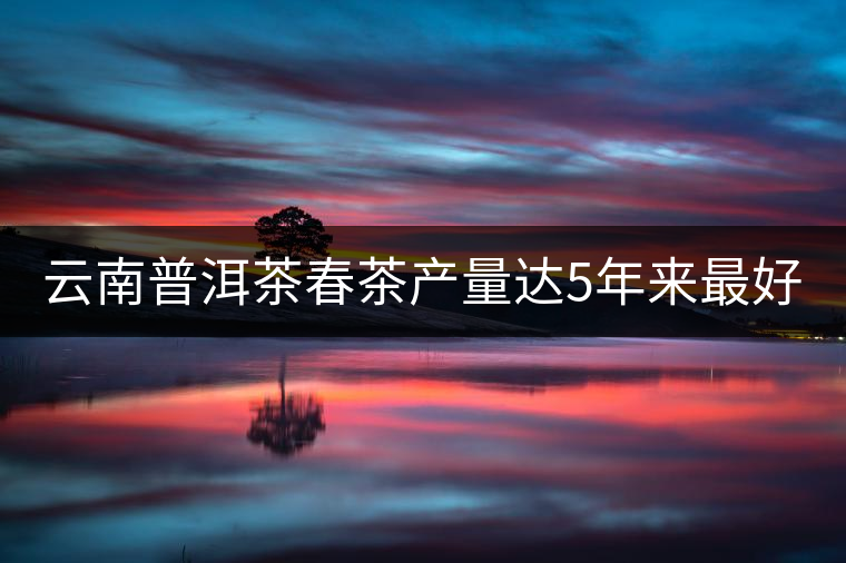 云南普洱茶春茶產量達5年來最好 云南普洱茶春茶產量達5年來最好