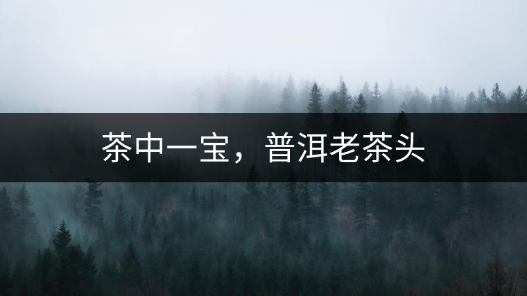 茶中一寶，普洱老茶頭