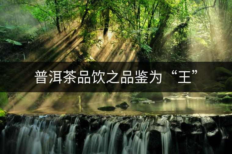 普洱茶品飲之品鑒為“王”